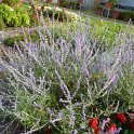 Perovskia atriplicifolia 'Little Spire' P4